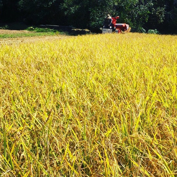 湧源farm
