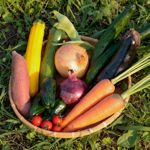 オーガニック　vege