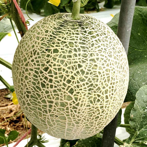 眞田農園