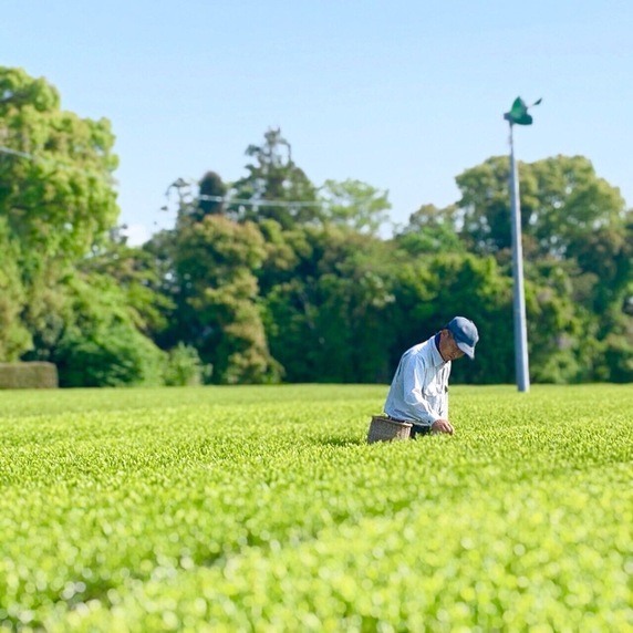 すべての生産者｜176ページ目｜食べチョク｜産地直送(産直)お