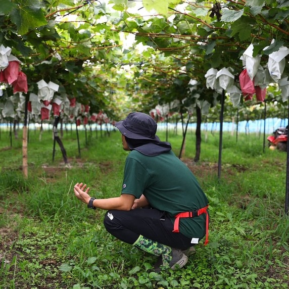 emmy_grape_farm
