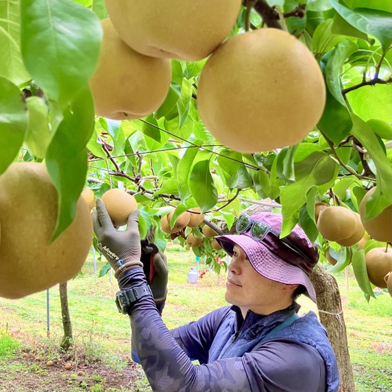 かじゅまる農園