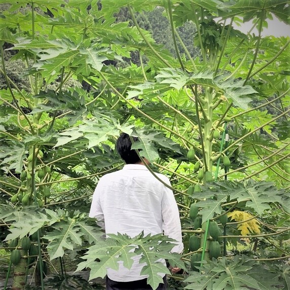 古賀萬壽果園