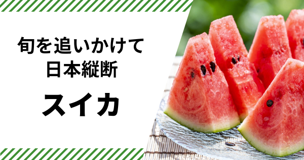 222ハウススイカ、収穫次第発送、3〜4玉入り17キロ、送料込み 222ハウススイカ、収穫次第発送、3〜4玉入り17キロ、送料込み