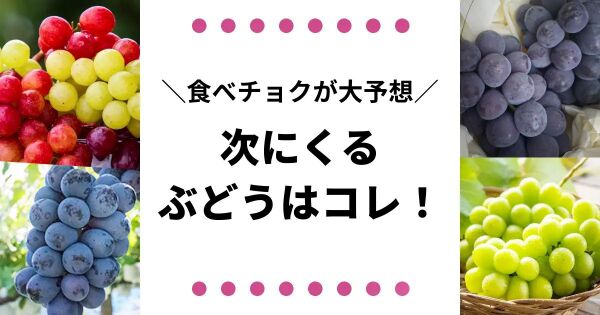 品種おまかせの通販｜ぶどう｜2ページ目｜食べチョク｜産地直送(産直