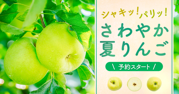 旬です❗甘い珍品種　　もりのかがやき　　家庭用１０kg２８ー３２個 もりのかがやきの通販｜りんご｜食べチョク｜産地直送(産直)お