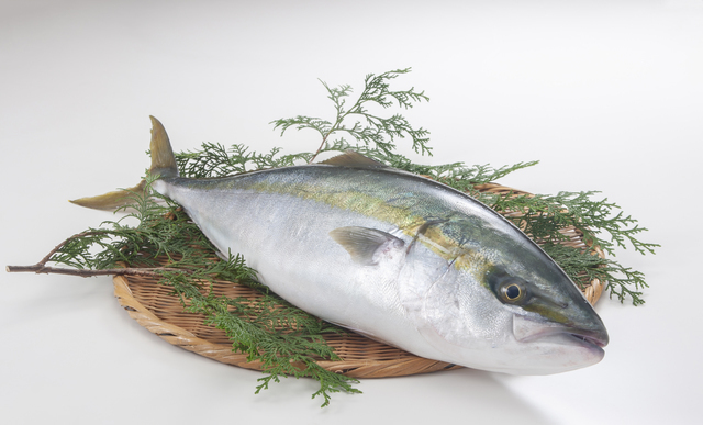 全て捌いてお届け 獅子島産ブリ 養殖 1匹丸ごと食べちゃえセット 鹿児島県産 食べチョク 農家 漁師の産直ネット通販 旬の食材を生産者直送