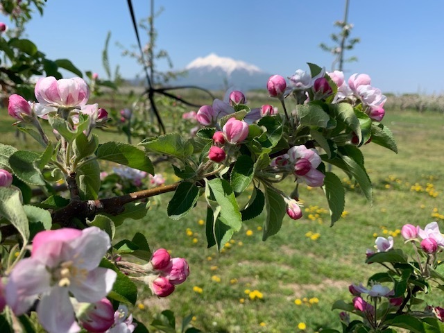 りんごの花が満開 食べチョク 産地直送 産直 お取り寄せ通販 農家 漁師から旬の食材を直送