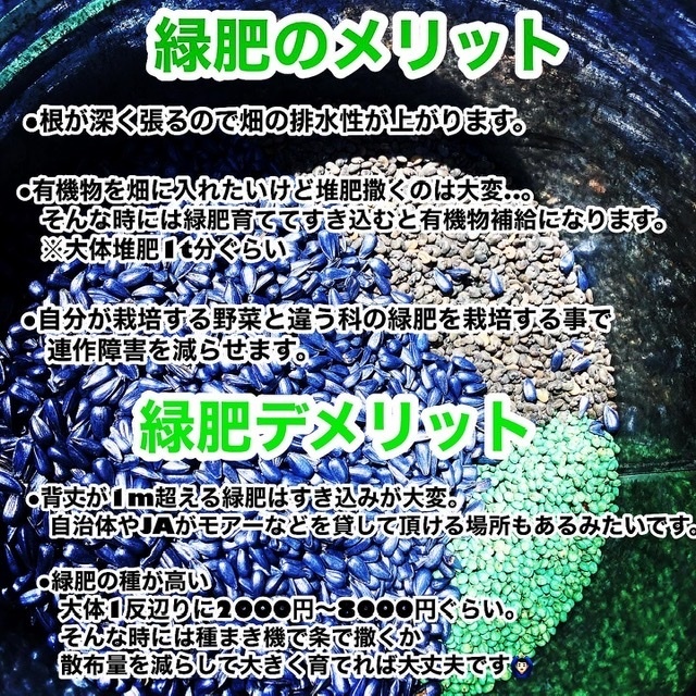 2023/4/23 緑の肥料？緑肥を撒きました！｜食べチョク｜産地直送