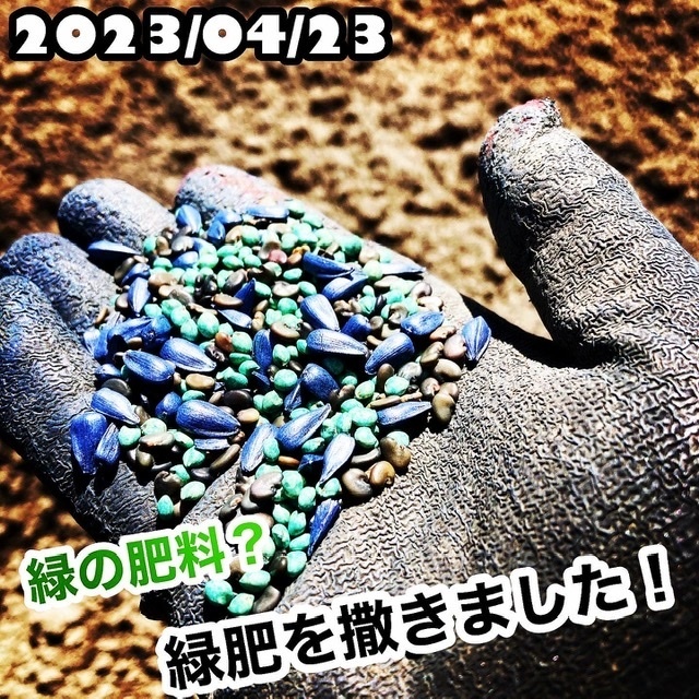 ビッグ割引 2023/4/23 緑の肥料？緑肥を撒きました！｜食べチョク｜産地直送 緑肥・牧草