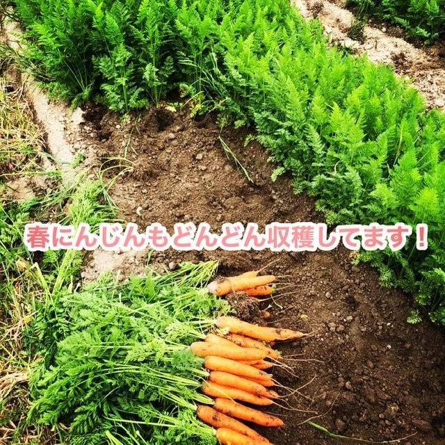 2023/4/23 緑の肥料？緑肥を撒きました！｜食べチョク｜産地直送