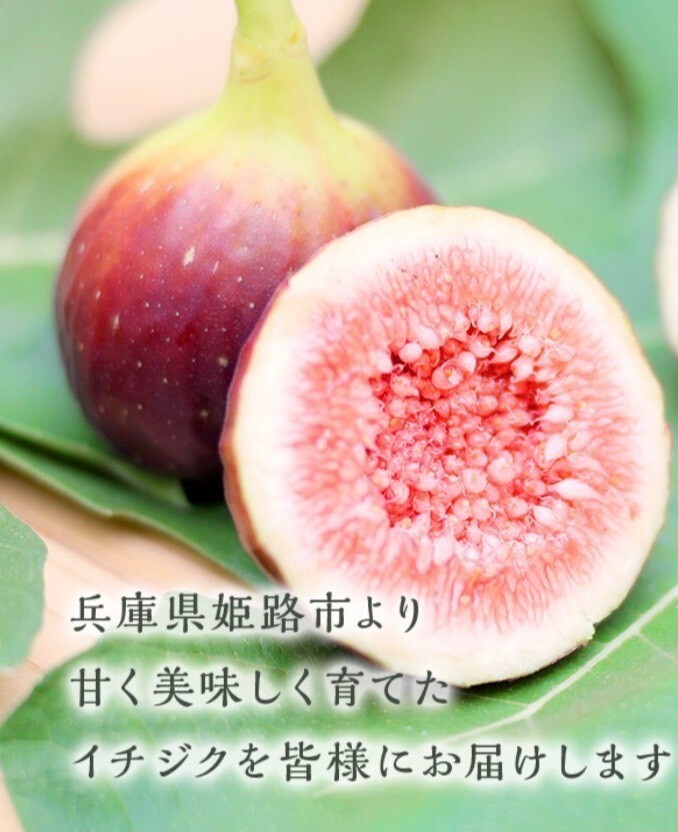初採れ 赤イチジク ドーフィン 兵庫県産 食べチョク 農家 漁師の産直ネット通販 旬の食材を生産者直送