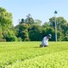 まるたま製茶