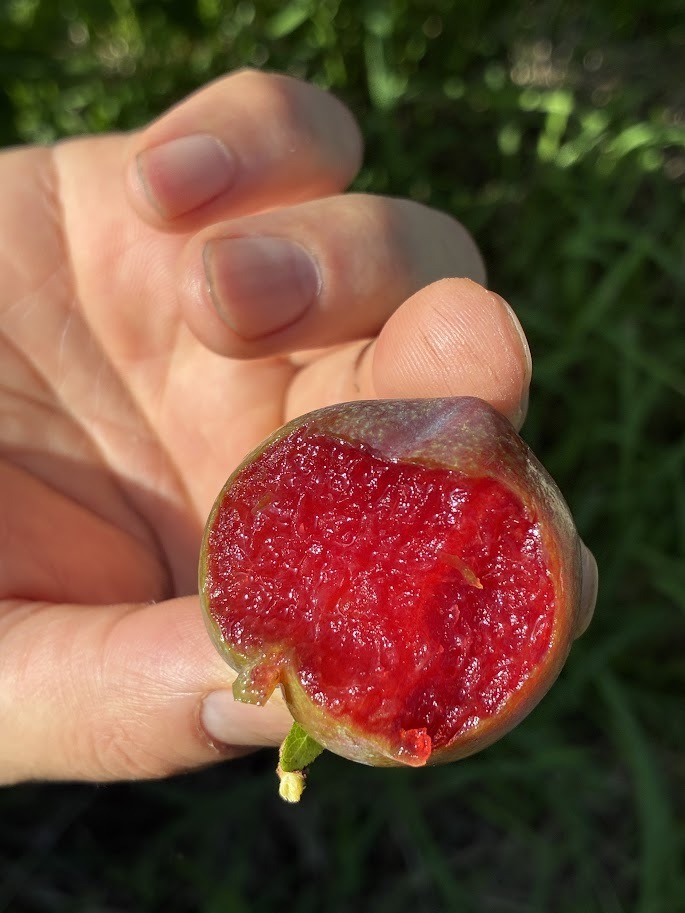 枕崎産、真っ赤なすもも【ガラリ】出品しました！｜食べチョク｜産地