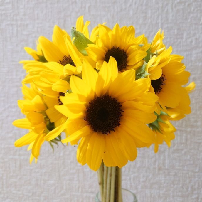 Miiさんがスガヤファーム クレイジーフラワーさんの 期間限定切花 ミニヒマワリ ２５ｃｍ １０本 小さいのでポンっと気軽に楽しめます 玄関に 食卓の真ん中に 送料の限界に挑戦なんと６０サイズ におさめました について投稿しました 食べチョク