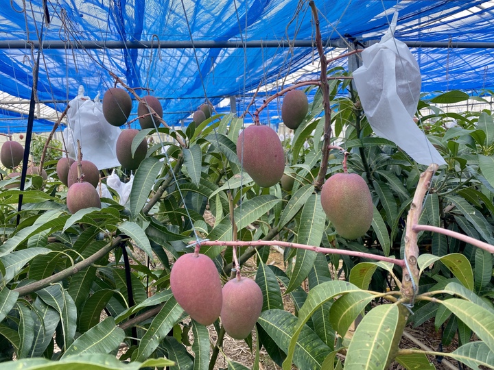 ふるさとマンゴー農園へのレビュー・商品：沖縄県｜食べチョク｜産地直送(産直)お取り寄せ通販 - 農家・漁師から旬の食材を直送