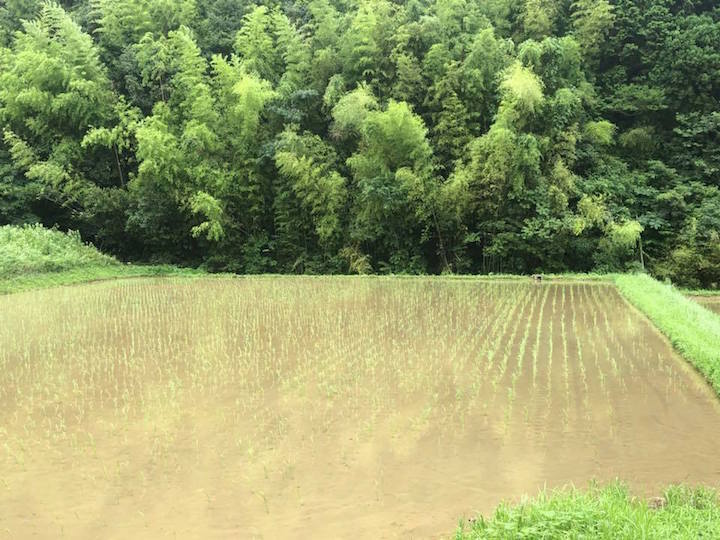 ３月セール】自然栽培「豊コシヒカリ」精米 ２０ｋｇ：佐賀県産のお米