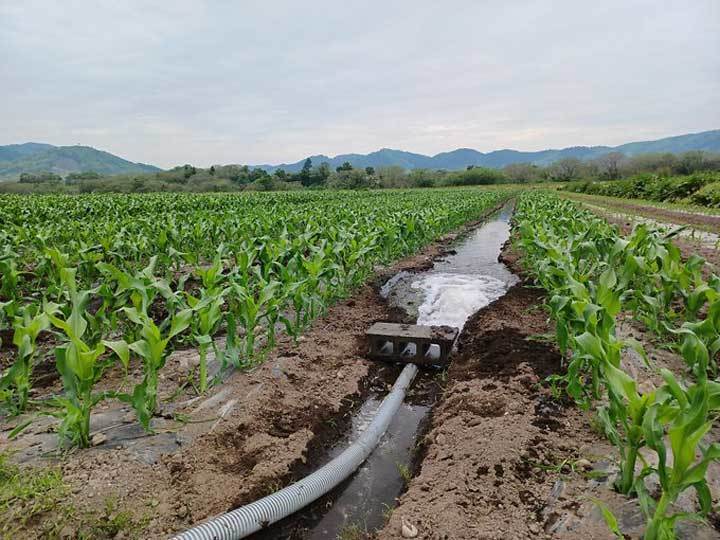 近くの川からポンプで水を吸い上げて散水しています 食べチョク 産地直送 産直 お取り寄せ通販 農家 漁師から旬の食材を直送