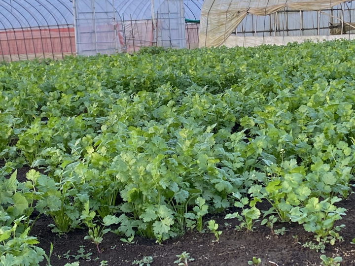 200g】安心、安全、朝獲れ新鮮パクチー(*☻-☻*)：茨城県産のパクチー｜食べチョク｜産地直送(産直)お取り寄せ通販 - 農家・漁師から旬の食材を直送