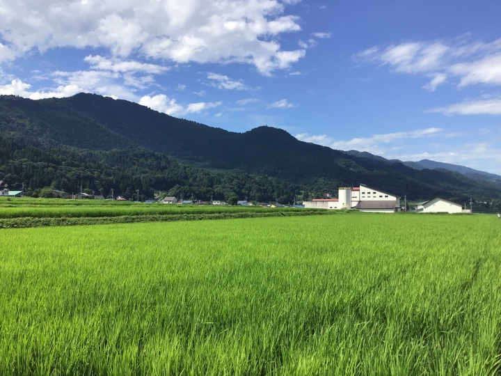 極低農薬栽培を心掛けています。