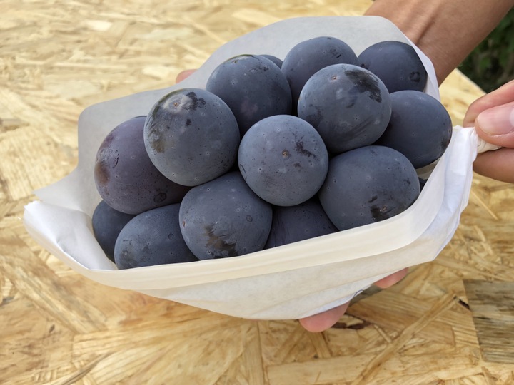 雲の上のぶどう園へのレビュー・商品：岡山県｜食べチョク｜産地直送(産直)お取り寄せ通販 - 農家・漁師から旬の食材を直送