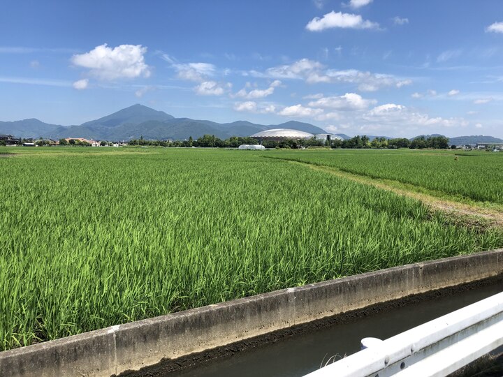 安心・安全で美味しいお米を作っています。