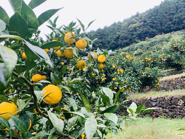 しまんと 四万十 柚子 ＊訳あり(家庭用) 約5㎏(30玉～40玉入り)＊ 高知