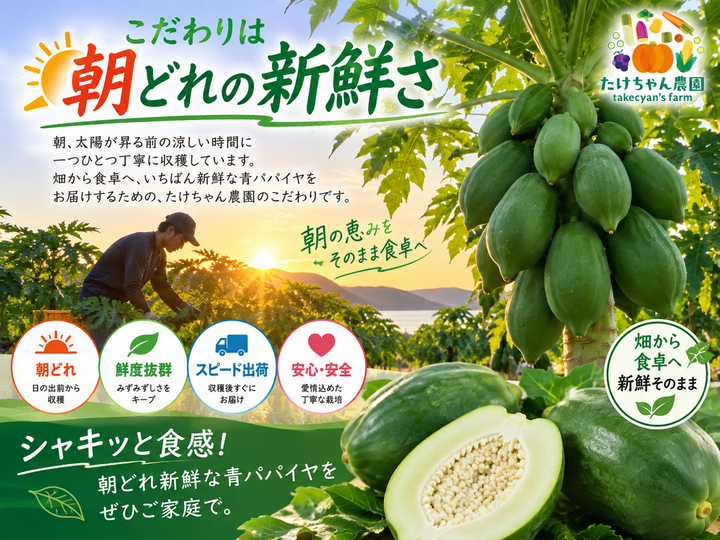 たけちゃん農園 初めての青パパイヤセット 900g〜1.4kg 1玉【熊本県産