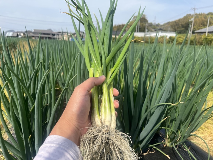 1千葉県産ミネラル豊富な長ネギ - 野菜