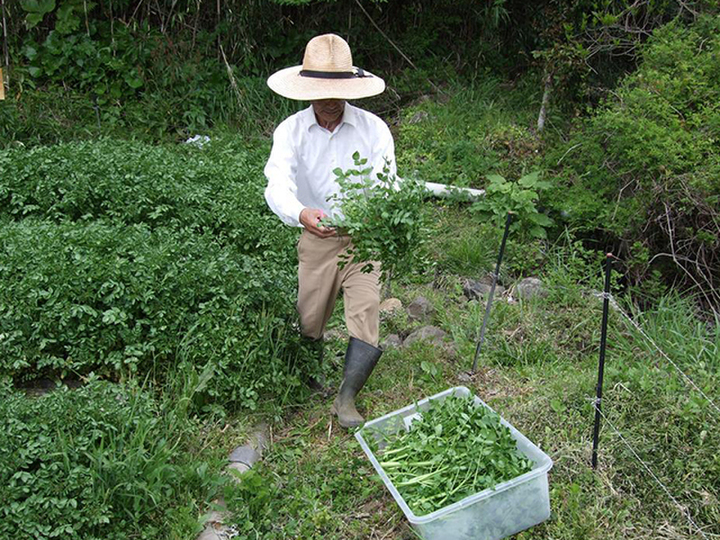 マルチシートも使用せずに栽培しています