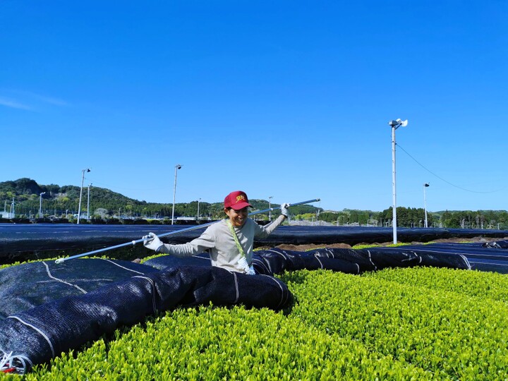 ゆたかみどり】かごしま知覧茶 1袋100g 鹿児島県知覧町後岳産
