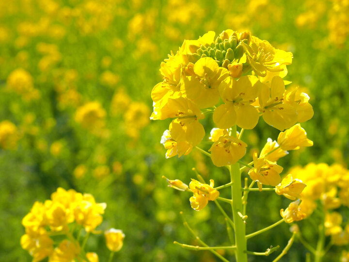 北海道産 高級菜の花油 180ｇ 4本セット