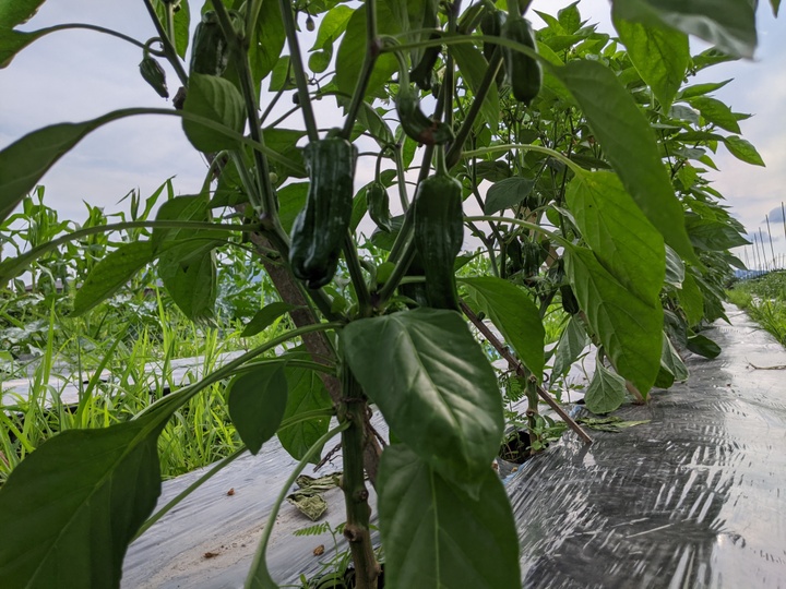 農薬、化学肥料、除草剤を使わずに、野菜を栽培しています