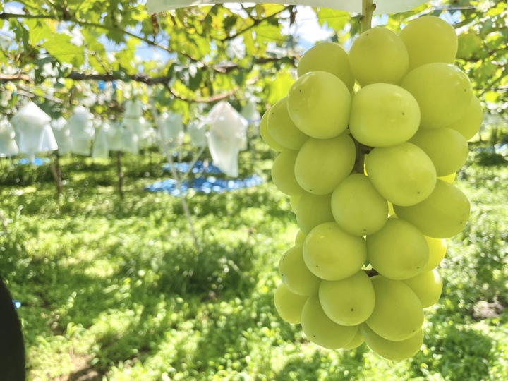 期間限定セール】本当に美味しい！家庭用シャインマスカット🍇2kg(３房