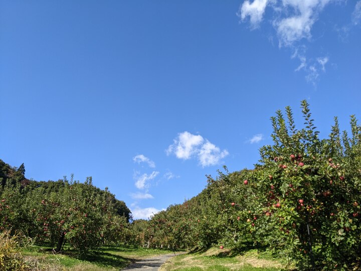 渡辺ファームへのレビュー・商品：山形県｜食べチョク｜産地直送(産直)お取り寄せ通販 - 農家・漁師から旬の食材を直送