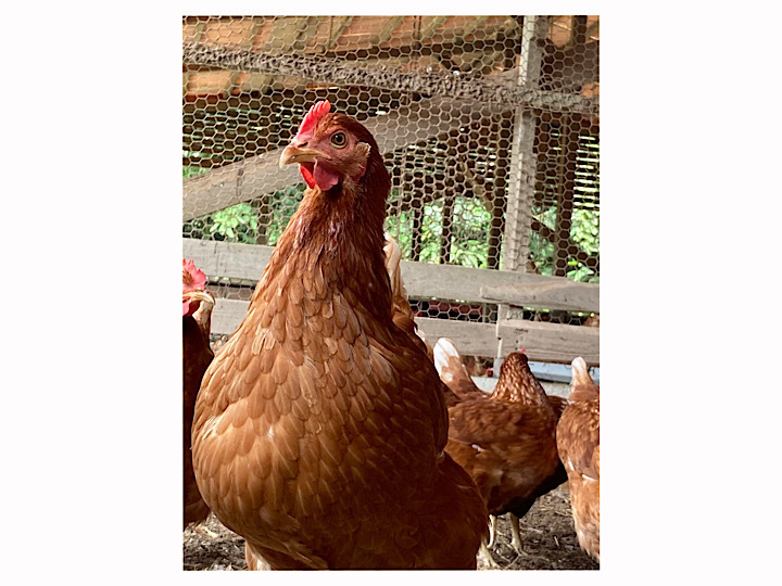 種子島産安納芋を加えた自家配合発酵飼料を使用!