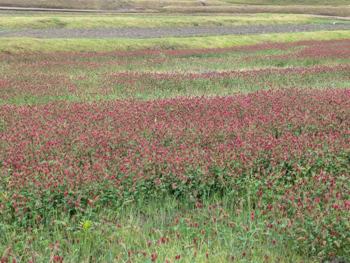 令和7年 奈良県産 ヒノヒカリ 玄米 5kg 栽培期間中農薬不使用：奈良県