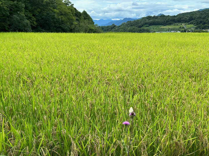 生産者のこだわり