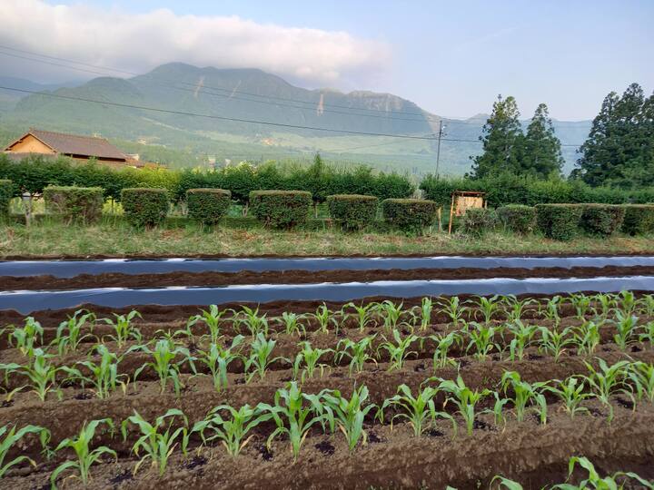 南阿蘇手づくり農園 菜の風へのレビュー・商品：熊本県｜食べチョク