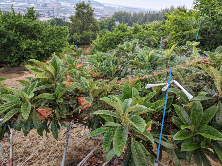 栽培方法