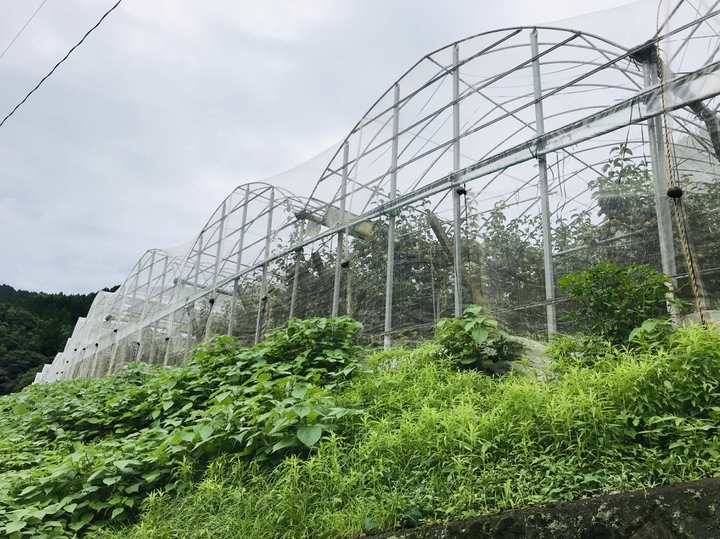 防虫ネット栽培と袋がけ