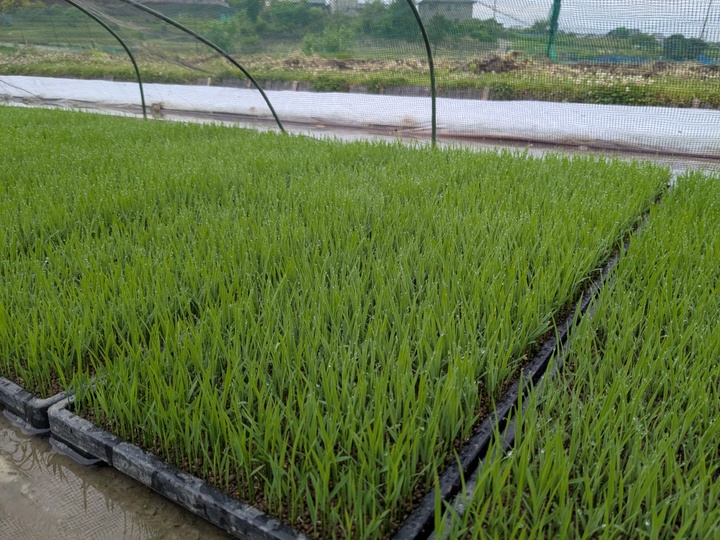 令和7年 奈良県産 ヒノヒカリ 玄米 5kg 栽培期間中農薬不使用：奈良県