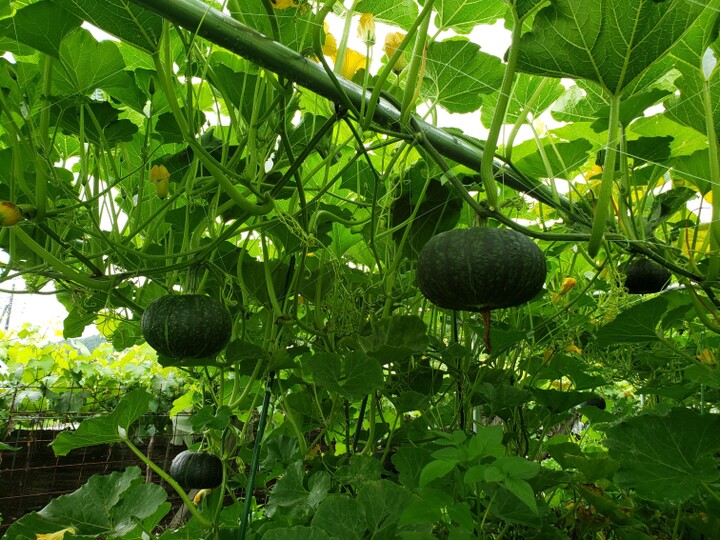 空のかぼちゃ ロロン 山梨県産のかぼちゃ 食べチョク 産地直送 産直 お取り寄せ通販 農家 漁師から旬の食材を直送