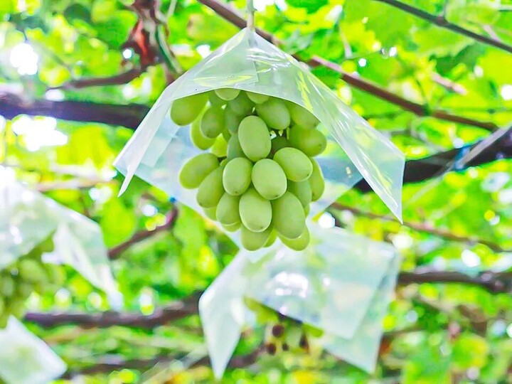 2kg⭐️訳あり⭐️自然薯⭐️《超特価！》：山梨県産のその他根菜