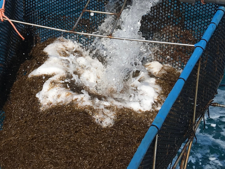 そのまま食べれる！洗いもずく 生もずく 沖縄県産 500g×4パック 2kg：沖縄県産の魚介類｜食べチョク｜産地直送(産直)お取り寄せ通販 -  農家・漁師から旬の食材を直送