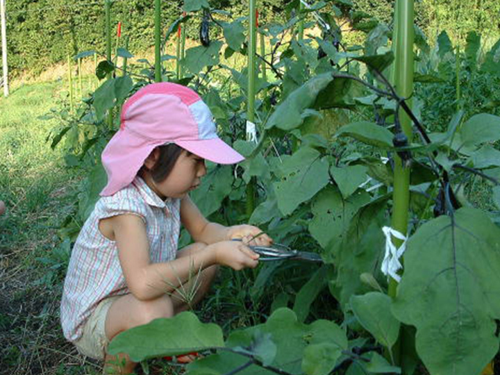安心の実績 高価 買取  伝統の大和野菜 贈り物にも 奈良県天理市産GREXの里芋  味間芋 特選３ｋｇ  強化中 令和３年度産出荷開始 とろける