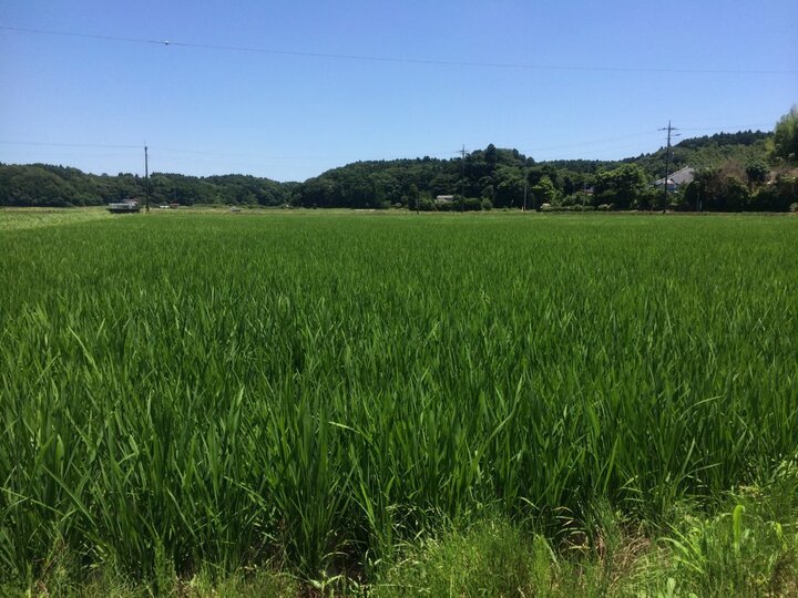 新米＊【令和5年度産】☆季節の野菜プレゼント付☆【胚芽米5キロ】健康