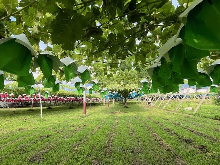 多品種少量栽培で食味重視のぶどう栽培を目指しています。