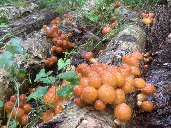 濃厚で病みつきになる美味しさ！「枝豆」”神風香”１ｋｇ（250g×４袋）：岩手県産の神風香｜食べチョク｜産地直送(産直)お取り寄せ通販 -  農家・漁師から旬の食材を直送