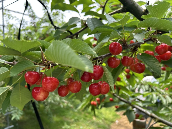 山梨一宮の木のてっぺんから収穫　さくら白桃の超特大サイズを5個詰め発送 終了間近 山梨一宮の木のてっぺんから収穫した 超特大さくら白桃を5個詰め発送